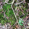 Celtic brass pin, Reenactment clothes brooch